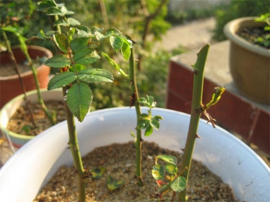 花卉扦插后需留意些什么