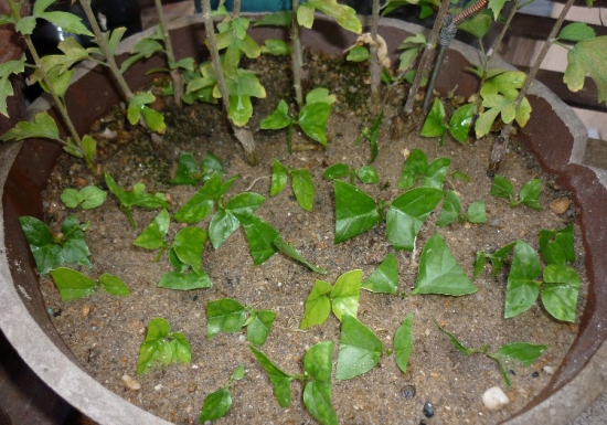 家庭养花应如何实行扦插繁殖