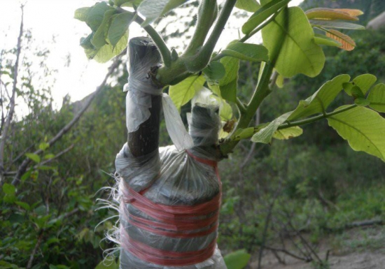 家庭养花如何实行嫁接繁殖