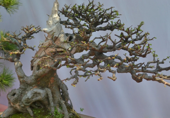 花卉为何需整形修剪