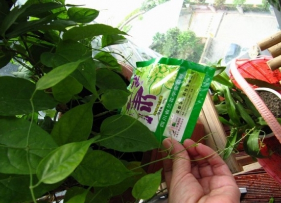 盆花施肥时应留意些什么