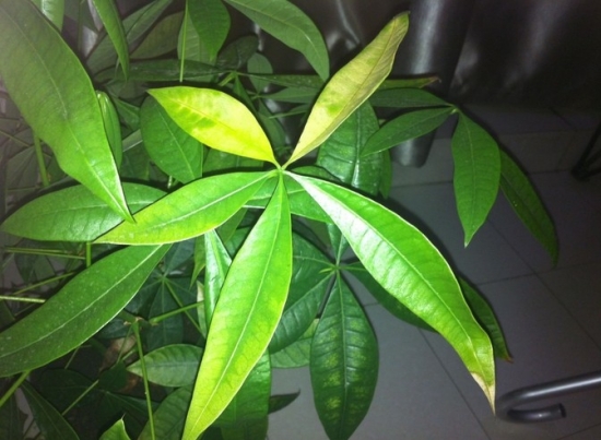 如何通过叶片判断花卉缺少哪种营养