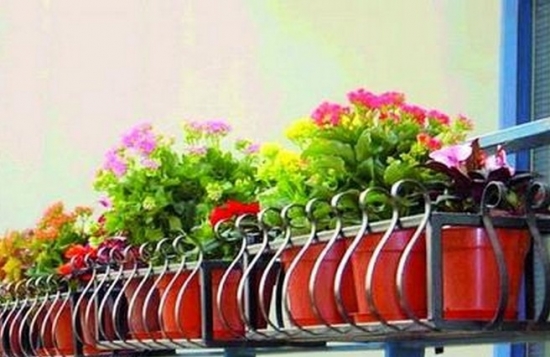 阳台上养花在光照方面应留意些什么