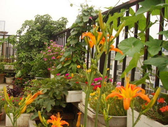 阳台养花需留意哪些问题