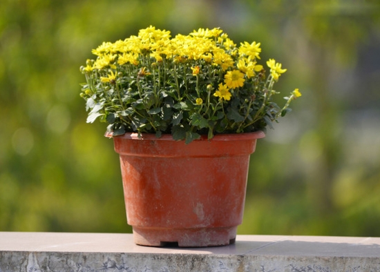 阳台上的菊花 阳台上宜种什么花