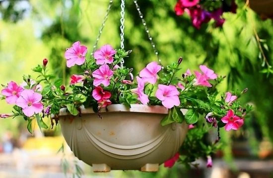 吊盆植物 吊盆里宜种什么花为好