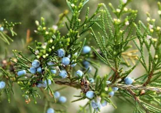 如何识别喜阳还是喜阴花卉