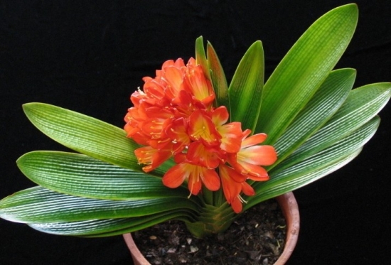 如何识别喜阳还是喜阴花卉