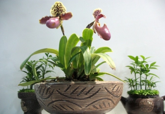 家庭养花需留意些什么