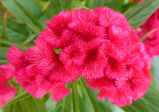 鸡冠花 高温和低温会对花卉造成哪些伤害