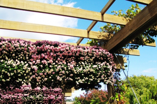 阳台上的花架 阳台养花如何架设荫棚