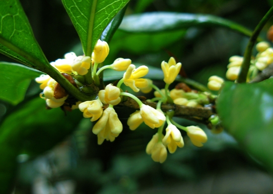 桂花 适合庭院栽植的植物有哪些