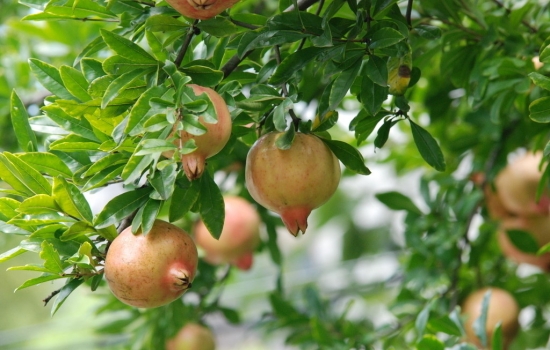 石榴 适合庭院栽植的植物有哪些