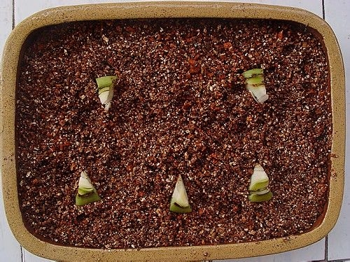 蛭石扦插花木有什么益处