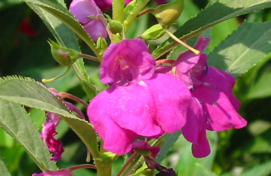 花卉种子如何采收和贮藏