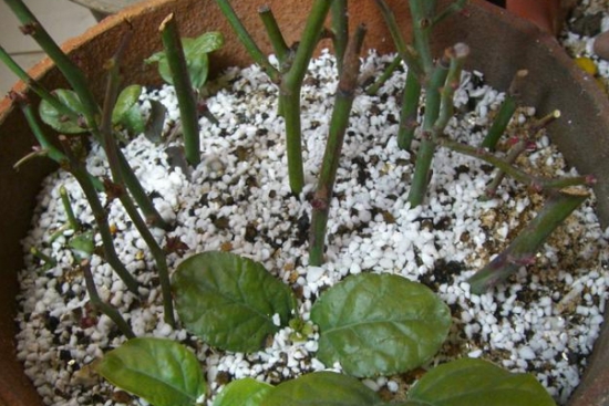 花卉如何扦插繁殖