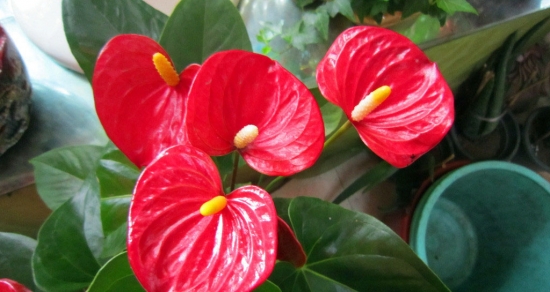 节日送什么花最好：不同的节日送不同花