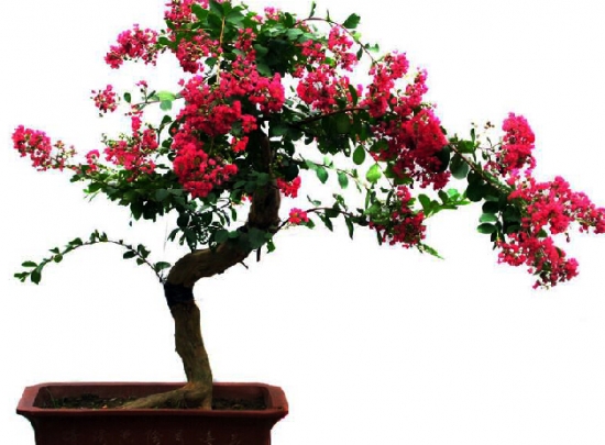 盆花为何落蕾、落花、落果