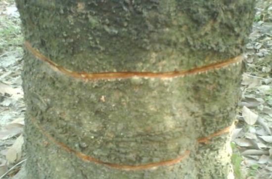 生长期和休眠期均可实行的修剪形式有哪些