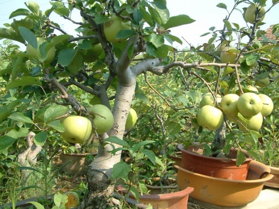 果树盆景如何速成