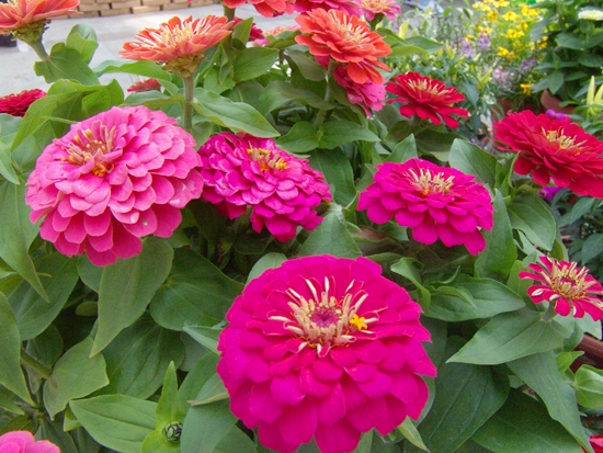 有些草花为何要几次移苗才能长好