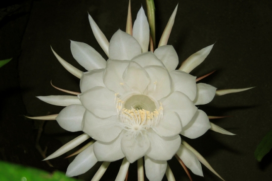 暗处的植株为何不能一下移到阳光充足之处