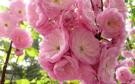 榆叶梅 敌敌畏如何使用