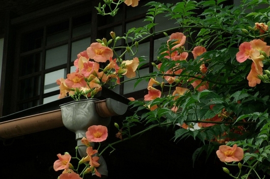 家庭栽种的凌霄花 攀缘植物有何特点?适合家庭栽培吗?