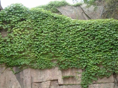 攀缘植物会损坏墙面和滋生蚊虫吗