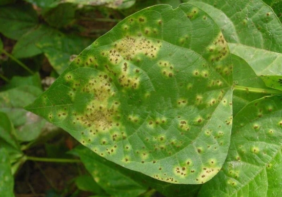 如何预防和治疗锈病