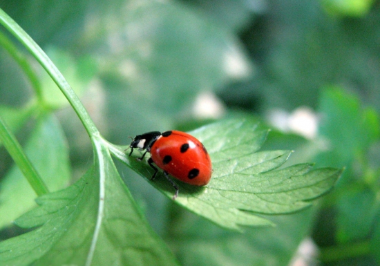 如何预防和治疗金龟子