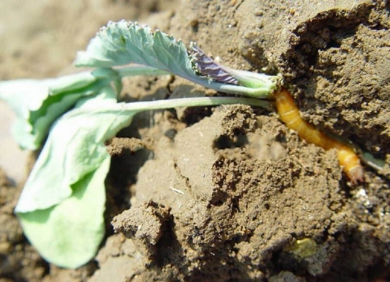 如何预防和治疗金针虫