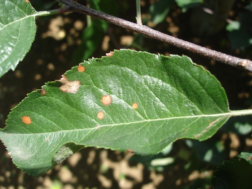 如何预防和治疗褐斑病