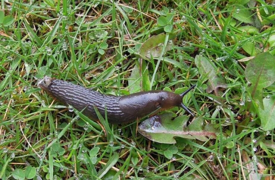 如何预防和治疗蜗牛、蛞蝓