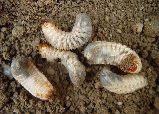 如何预防和治疗蛴螬