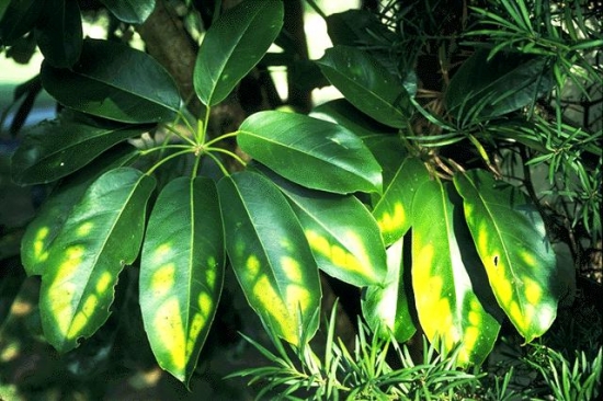 如何预防和治疗缺素引起的花卉病害