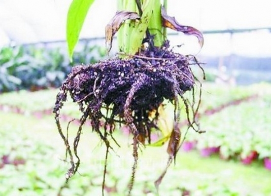 如何预防和治疗线虫