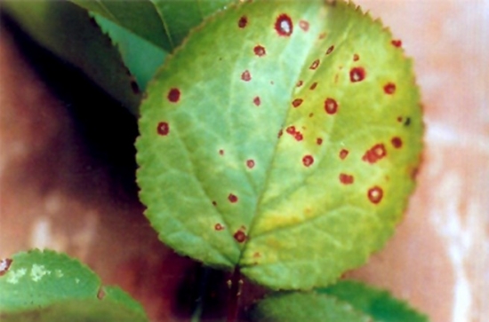 如何预防和治疗穿孔病