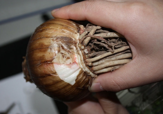 如何预防和治疗种球腐烂病