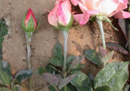 如何预防和治疗白粉病