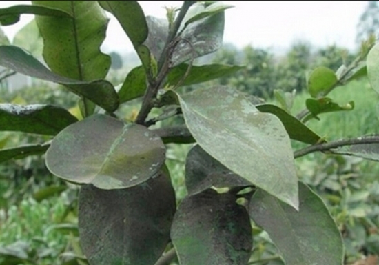 如何预防和治疗煤污病