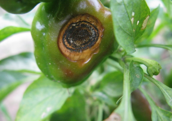 如何预防和治疗炭疽病