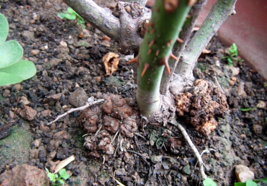 如何预防和治疗根瘤病