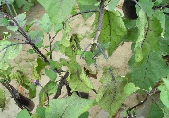 如何预防和治疗枯萎病