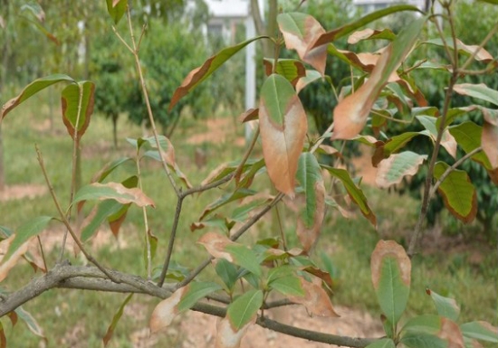 患枯斑病的桂花树 如何预防和治疗枯斑病