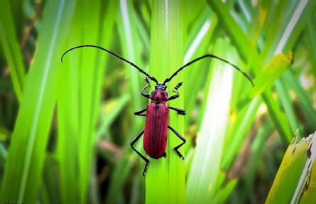 如何预防和治疗天牛
