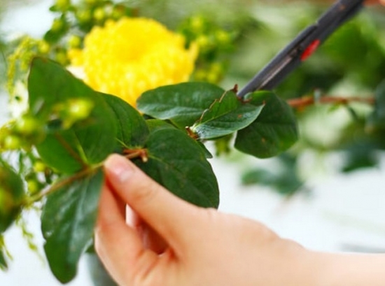 如何配制花卉伤口保护剂
