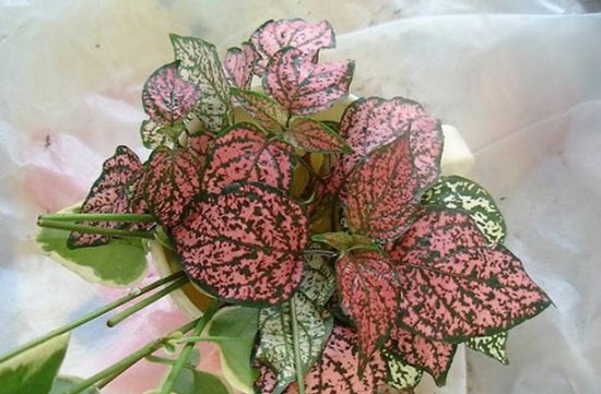 如何避免枪刀药枝条徒长