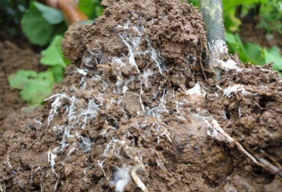 如何识别和预防和治疗白绢病