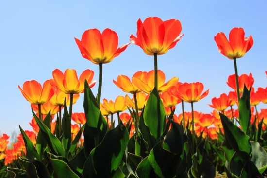 鲜花 如何让鲜花在国庆节盛开